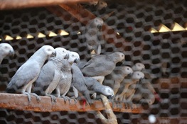 WCS Releases Heartbreaking Video of Rescued African Gray Parrots Destined for Pet Trade